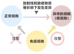 免疫細胞為什么能用于癌癥治療