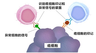 識別癌細胞后發起攻擊