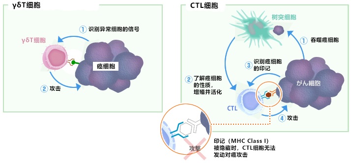 對隱藏或消失的癌細胞特征（MHCClass1）迅速發動攻擊