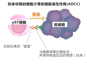 與抗體醫藥聯合使用，提高對癌殺傷力