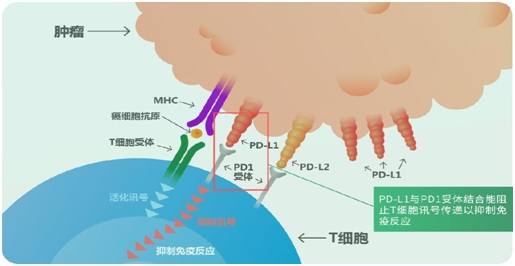 免疫檢查點抑制劑