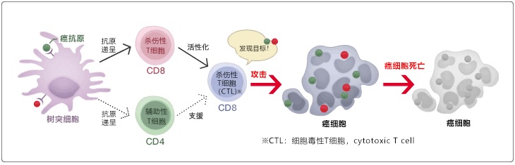 樹突細胞疫苗療法