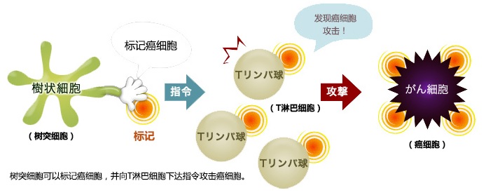 樹突細胞的作用機制