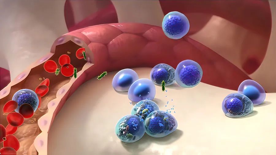 《新英格蘭醫學雜志》（NEJM）尿路上皮癌：ADC+免疫藥物聯合或可延長生存期